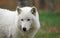 Arctic Wolfdog portrait