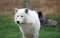 Arctic Wolfdog portrait