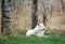 Arctic wolfdog resting