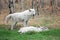 Arctic wolfdog yawning