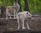 Arctic wolves