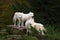 Arctic wolves - canis lupus arctos