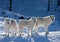 Arctic wolves Canis lupus arctos isolated on white background playing in the winter snow in Canada