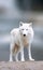Arctic wolves in the winter
