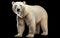 Arctic Wonder Polar Bear on Black Background