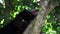 Arctictis binturong or Bearcat, climbing on the tree, camera panning shot in HD