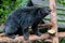 Arctictis binturong or bearcat a viverrid native to South-east Asia