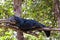 Arctictis binturong sleep on branch