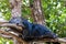 Arctictis binturong sleep on branch