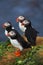 Arctis/atlantic Puffins group sitting on the cliff, ICELAND