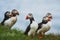 Arctis/atlantic Puffins group sitting on the cliff, ICELAND