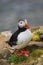 Arctis/atlantic Puffins group sitting on the cliff, ICELAND