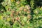 Arctium, burdock flowers closeup selective focus