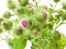 Arctium burdock on white