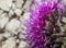 Arctium lappa flower pinky with stones background