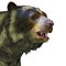 Arctodus Bear Head