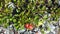 Arctostaphylos uva-ursi low shrub, also known as Kinnikinnick or bearberry