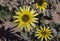 Arctotheca calendula in the beach, is a plant in the sunflower family commonly known as capeweed, .