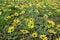 Arctotheca calendula or capeweed bright yellow flowers