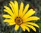 Arctotis Daisy Pale Yellow