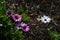 Arctotis stoechadifolia African daisy. Several purple flowers and one white.