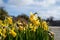 Ardara town narcissi in bloom during the Corona outbreak