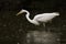 Ardea alba Great egret, big white wading bird on the hunt, orange long beak, full white body, black background, rainy weather
