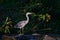 Ardea cinerea aka grey heron. Majestic fish eating bird in his habitat.