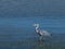 Ardea cinerea grey heron on the seashore