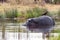 Ardea goliath perched on hippo\'s back