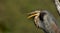 Ardea purpurea or the Purple heron with beaks open