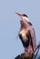 Ardeapurpurea, Purple heron, massive long-legged wading bird with long neck, curved beak sits high in tree, migration of birds of