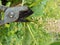 ardener trim blossom Indian pokeweed stalk.