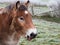 Ardenner foal on a winter day sticking out tongue
