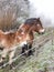 Ardenner horse with foal at a fence on a cold day