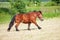 Ardennes Cart Horse