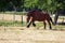 Ardennes Cart Horse gets in trot