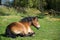 Ardennes horse resting