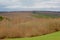 Ardennes landscape with layers of bare deciduous and pine trees under a cloudy sky