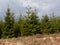 Ardennes pine forest with dried grass in front under dark clouds