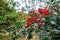 Ardisia crenata Christmas berry, coral berry red fruits and dark green leaves, native to East Asia,in Kenroku-en Garden,Kanazawa