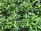 Ardisia crenata, a small shrub found in the rainforest. Single leaves, pointed ends, thick, jagged edges.