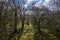 Ardvasar, Scotland - dense and tangled woodlands on the lower slopes of Craig Meagaidh - in the Highlands of Scotland