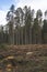 The area of felled forest. Cutted trees. Pine forest area