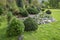 Area of the garden  with beautiful lush coniferous shrubs