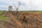 Area of illegal deforestation of vegetation native in Serbia. Destruction of trees by man