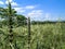 Area of pasture infested with invasive plants and wood stumps