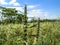 Area of pasture infested with invasive plants and wood stumps