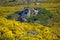 Area with shrubs Ulex parviflorus in Galicia Spain