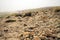 Area with stones in focus. Hikers out of focus in a mist. Outdoor activity in harsh and dangerous conditions. Croagh Patrick,